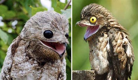 There are seven different known species of Potoo, and some of them look ...