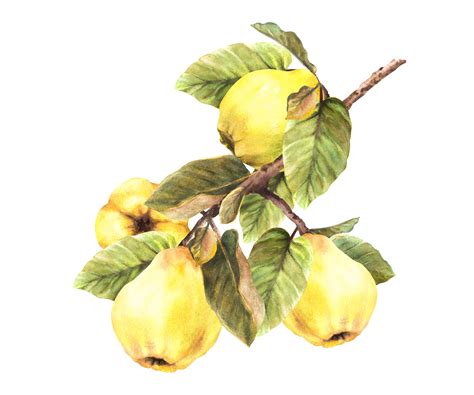 Hand painted watercolor yellow quince whole fruits with leaves hanging on a branch, trees ...
