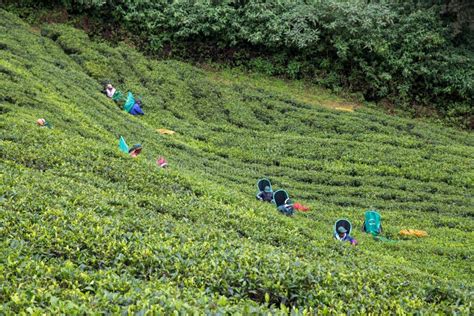 Tea Plantation Workers in Sri Lanka Editorial Image - Image of bushes, field: 108953480