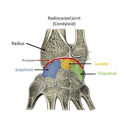 Wrist Joint Anatomy