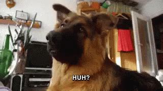 Dog Huh GIF - Dog Huh Cute GIFs | Say more with Tenor