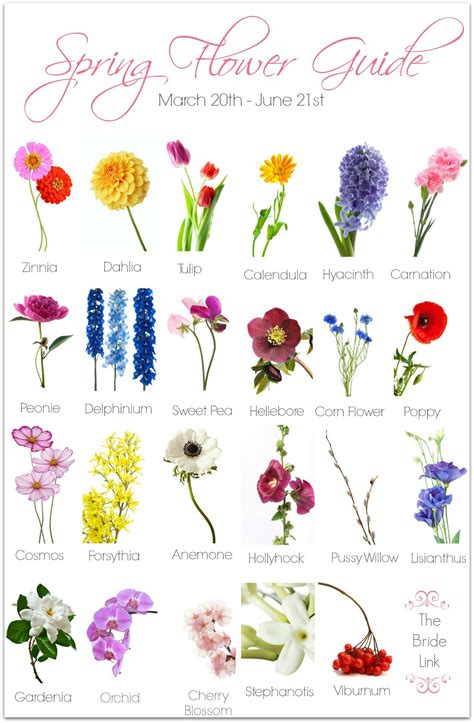 Spring Wedding Flower Guide | Wedding flower guide, Spring wedding flowers, Flower guide