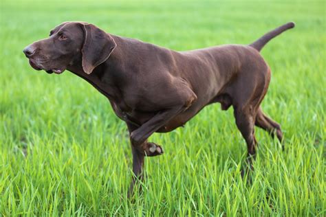 Eight dogs known for being versatile all-round hunting dogs - Flipboard