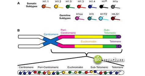 Difference between Euchromatin and Heterochromatin - biomadam