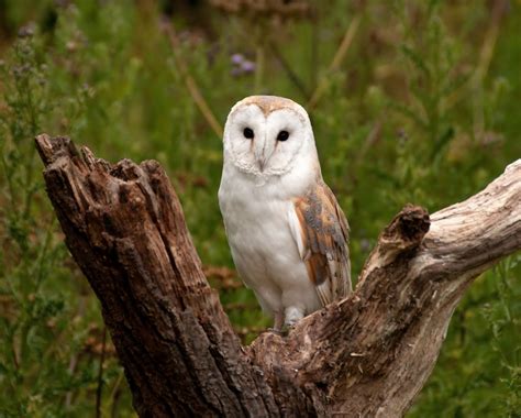 Anthony Miners Wildlife Photos: Barn Owl