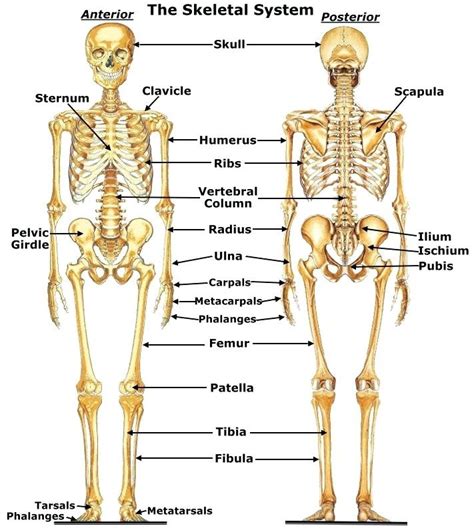 Skeletal System Diagram | Quizlet