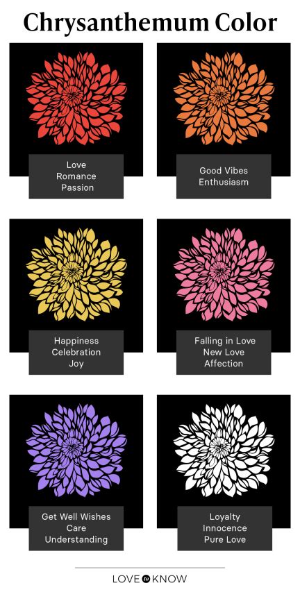 Meaning and Symbolism of Different Color Chrysanthemums | LoveToKnow