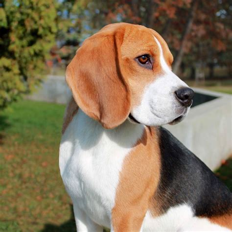 Male show dog Beagle | Beagle dog, Beagle puppy, Beagle