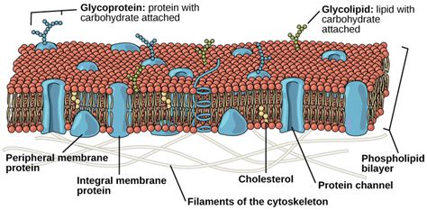 Eukaryotic Cells | Biology I