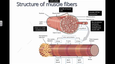 Structure of Muscle Fibers (IB Biology) - YouTube