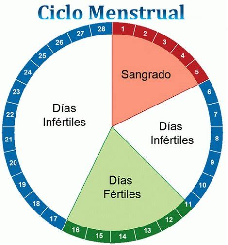 El ciclo menstrual femenino: ovulación y días fértiles – Consultorio de ...