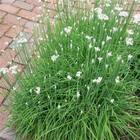 Garlic Chives (Allium Tuberosum) 100 seeds