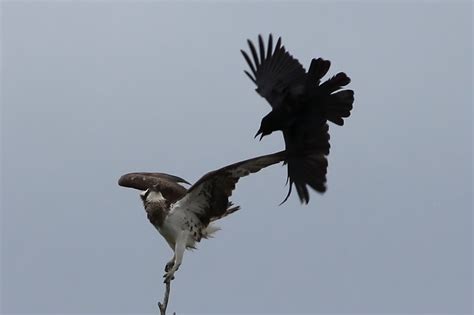 The world around me: Crow attack!