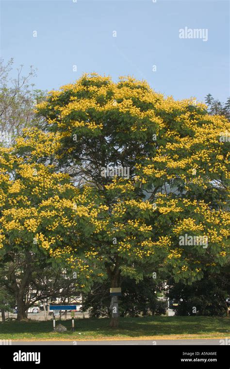 yellow poinciana tree Peltophorum pterocarpum Stock Photo - Alamy