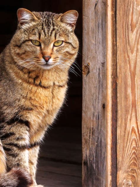 5 Best Barn Cat Breeds - Farmhouse Guide