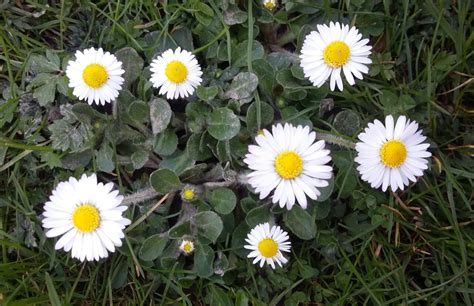 Land Plants | Fergus The Forager