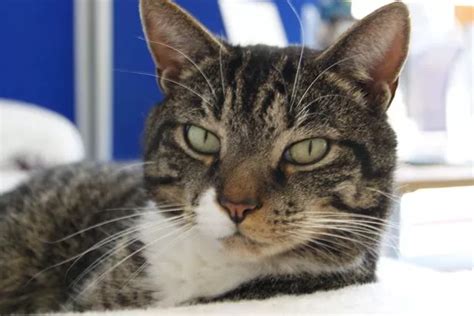 Rescue cat 'Norman the Doorman' patrols RSPCA centre for five years ...