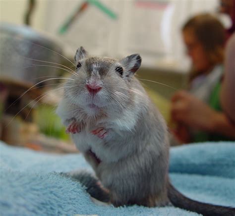 Gerbil Care - CHICAGO EXOTICS ANIMAL HOSPITAL