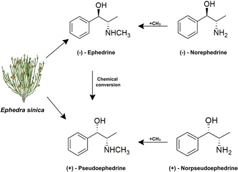 Effects of Pseudoephedrine: Pseudoephedrine is a sympathomimetic... | Download Scientific Diagram