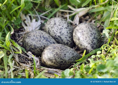 Birds - Masked Lapwing stock image. Image of color, fauna - 32782875