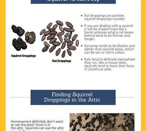 What You Need to Know About Squirrel Droppings? - Best Infographics