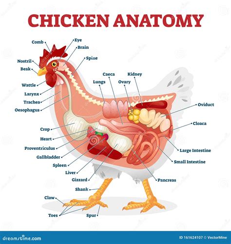 Chicken Digestive System Diagram