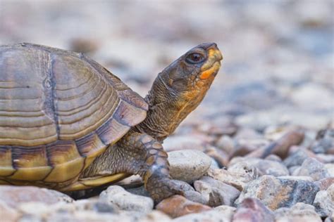 Three-toed Box Turtle Close-up - Steve Creek