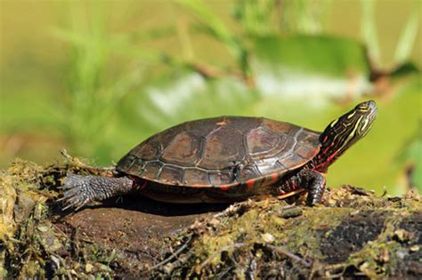 Painted Turtle Care Sheet - Reptiles Magazine