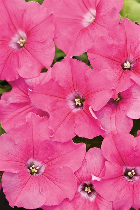 Petunia - Supertunia® Trailing Blue Veined - Pleasant View Gardens