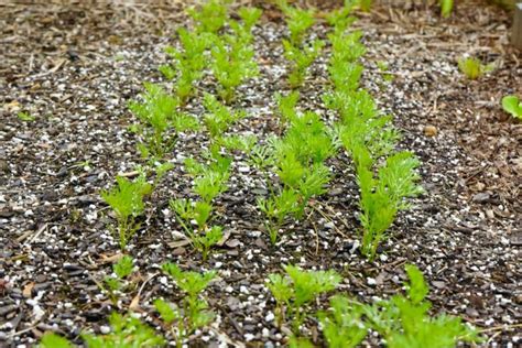 Carrot Plant Growth Stages - Seed to Harvest (w/Pictures)