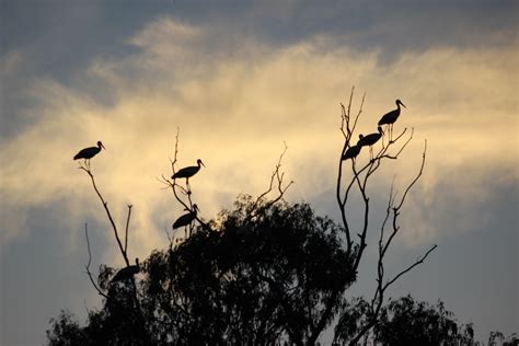 When the White Storks return to South Africa - Amohela Ho Spitskop