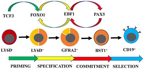 IJMS | Free Full-Text | Molecular Regulation of Differentiation in ...