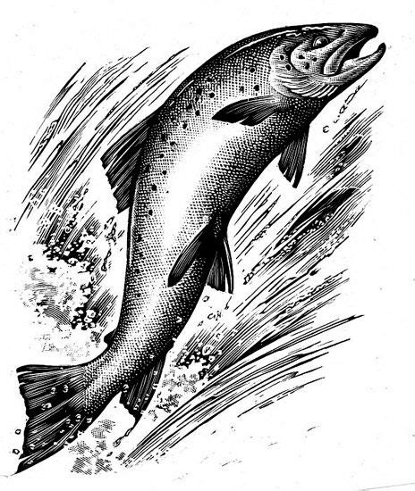 Andrew Davidson Illustration & Design | Fly fishing art, Salmon drawing, Fish drawings