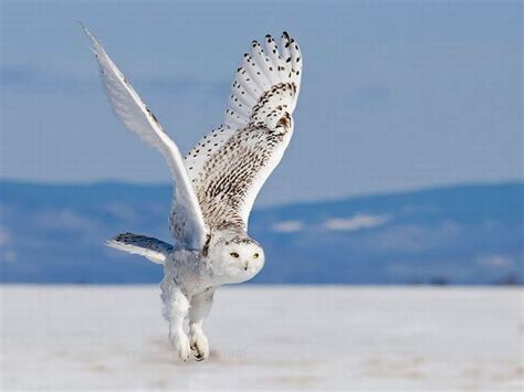 white owl flying : r/pics