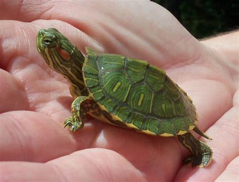 Know How To Take Care Of A Baby Turtle | Pets Nurturing