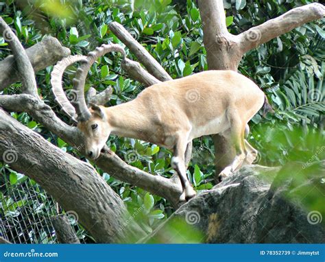 Nubian ibex stock image. Image of tree, nubian, singapore - 78352739