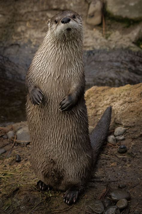 North American River Otter | North american animals, North american ...