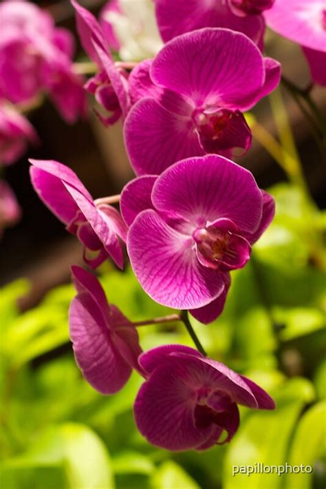 "Purple pink orchids" by papillonphoto | Redbubble