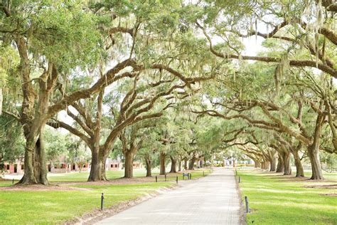 Your Guide to Charleston's Historic Plantations - Explore Charleston Blog