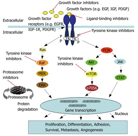 Growth factor receptors and related signalling pathways as targets for ...