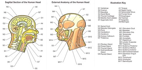 Head anatomy diagram | Anatomy System - Human Body Anatomy diagram and chart images