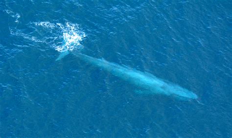 File:Large Blue Whale Off Southern California Coast Photo D Ramey Logan.jpg - Wikimedia Commons