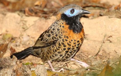 Antbirds ~ An Interesting Family | Lee's Birdwatching Adventures Plus