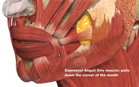 depressor anguli oris Wrinkle Treatment - Dr Bela Clinic London