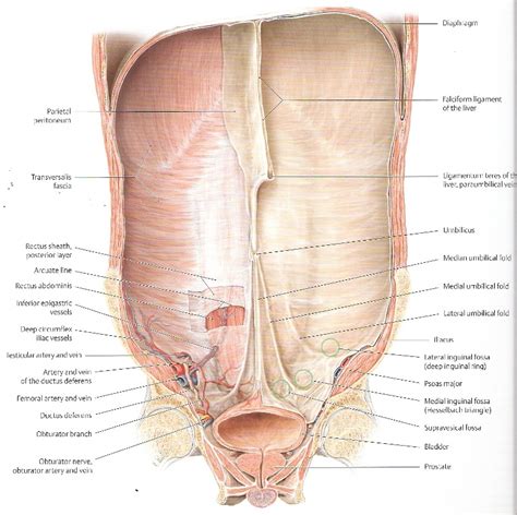 The Abdomen