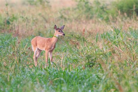 White-tailed Fawn Spots Fading In September | Steve Creek Wildlife Photography