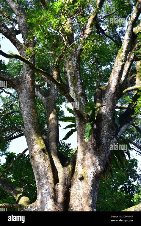 Mahogany tree africa hi-res stock photography and images - Alamy