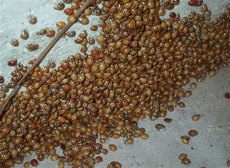 Asian Lady Beetles Aztec Organic Pest Service