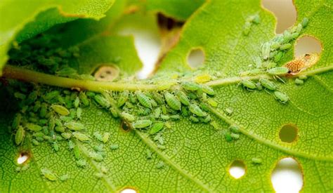 What are Aphids and Why Are They a Problem? - Pointe Pest Control: Chicago Exterminator & Pest ...