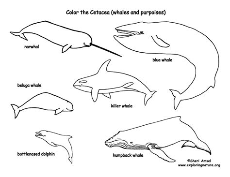 Whales and Dolphins (Cetacea) Coloring Page